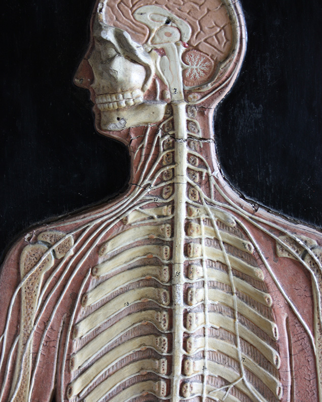anatomical Man
