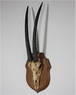 antelope skull