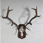 Mounted Deer/Ram Antlers