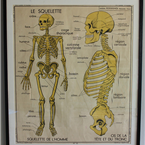 skeleton Poster 8